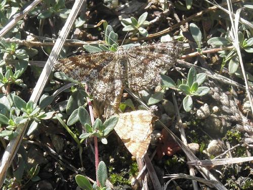 Ematurga atomaria
