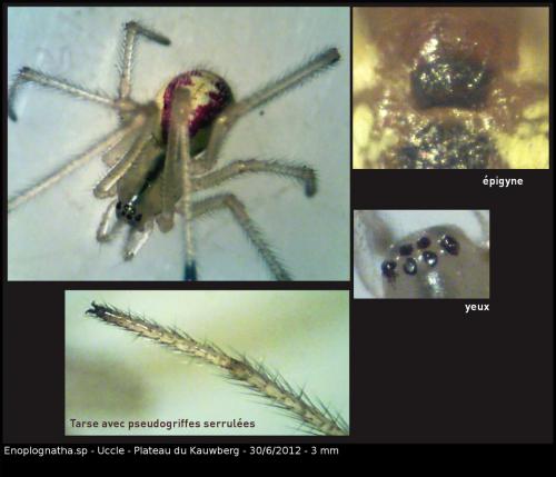 Réf. 87 721 : Enoplognatha ovata