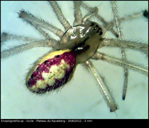 Réf. 87 723 : Enoplognatha ovata