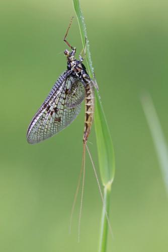 Réf. 87 310 : Ephemera vulgata