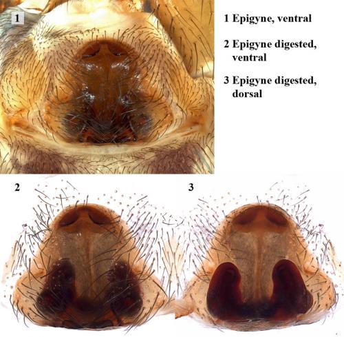 Réf. 87 720 : Selamia reticulata