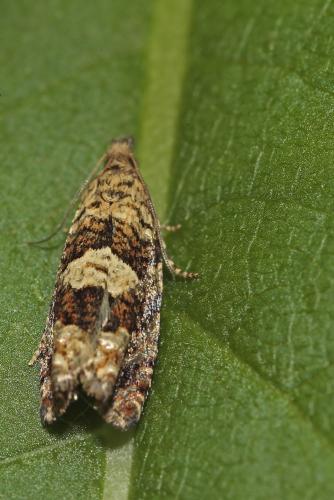 Epinotia tetraquetrana