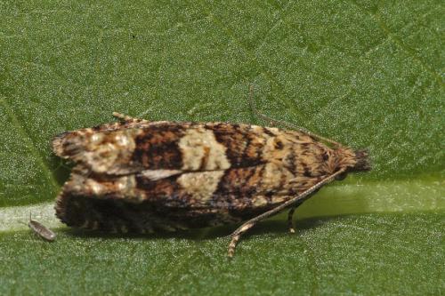 Epinotia tetraquetrana