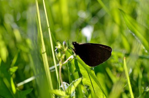 Réf. 87 356 : Erebia oeme