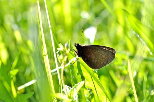 Réf. 87 648 : Erebia oeme