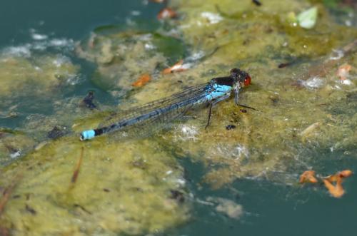 Erythromma najas