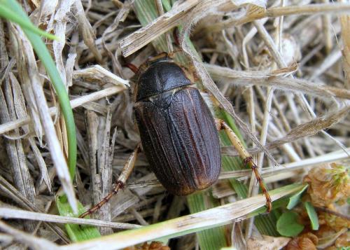 Amphimallon pygiale