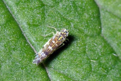 Eupteryx florida