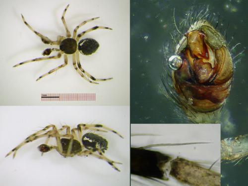 Réf. 87 320 : Dipoena melanogaster