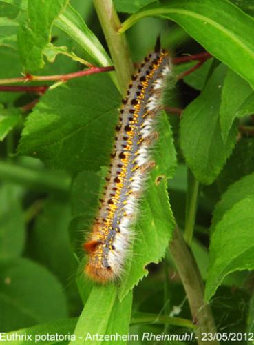 Euthrix potatoria