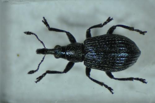 Réf. 87 075 : Ischnopterapion virens