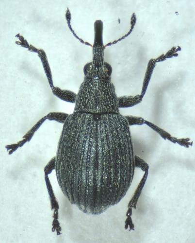 Hemitrichapion lanigerum