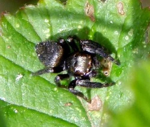 Evarcha arcuata
