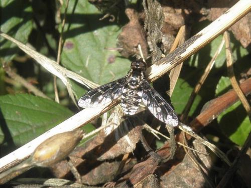 Exoprosopa jacchus
