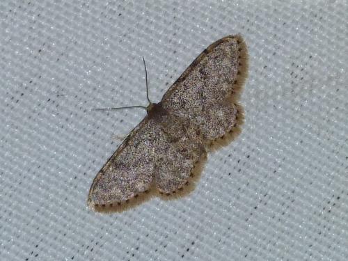 Réf. 87 428 : Idaea sp.