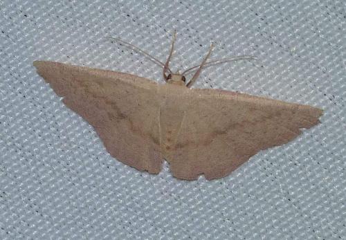 Réf. 87 427 : Cyclophora sp.