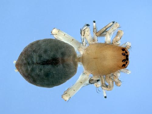 Porrhoclubiona diniensis