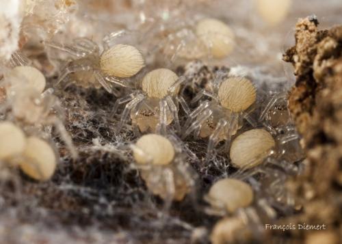 Réf. 87 749 : Amaurobius sp.