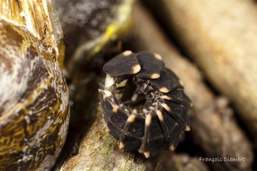 Lampyris noctiluca