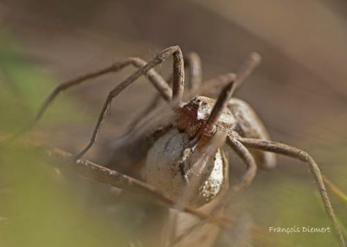 Pisaura mirabilis
