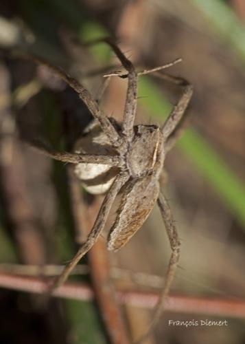 Pisaura mirabilis