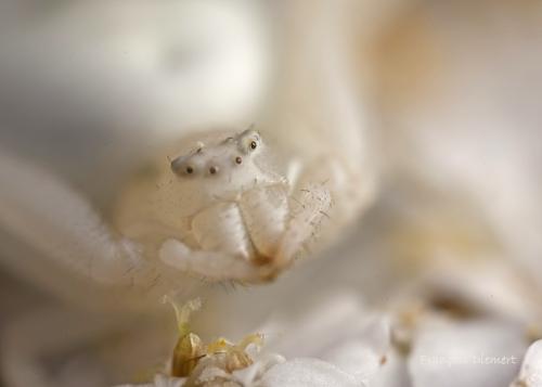 Misumena vatia