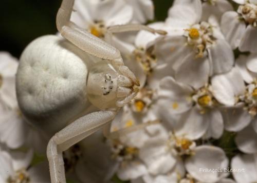 Misumena vatia