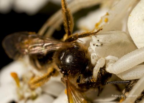Misumena vatia