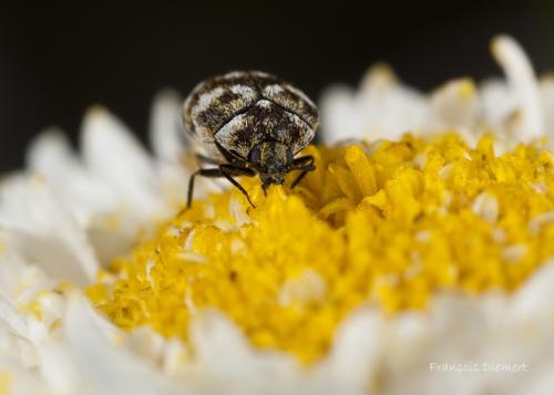 Réf. 87 433 : Anthrenus verbasci
