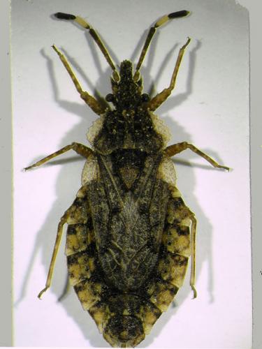 Aradus betulae