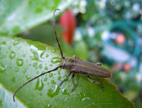Musaria tirellii