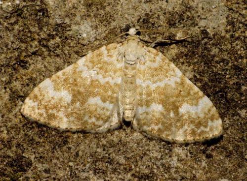 Réf. 87 537 : Perizoma flavofasciata