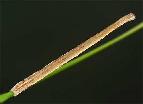 Réf. 87 214 : Rhodostrophia vibicaria