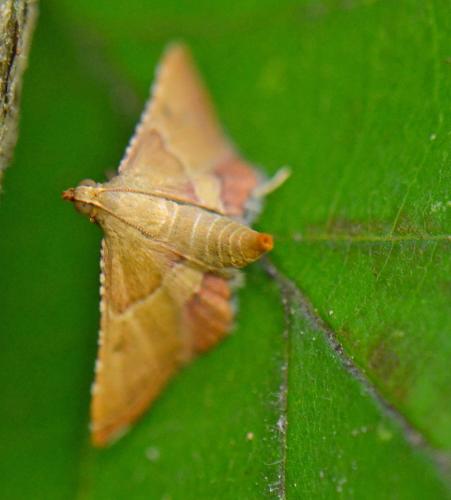 Endotricha flammealis