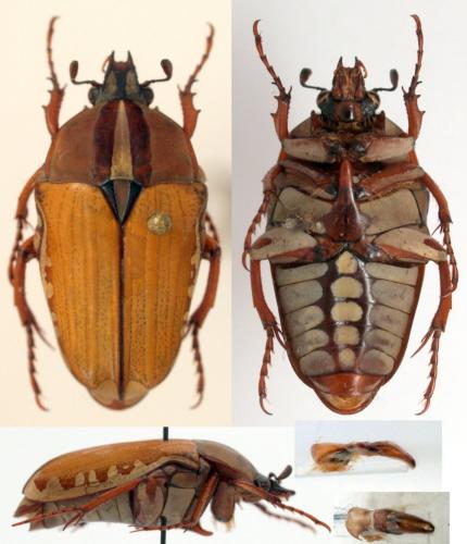 Gnathocera bilineata