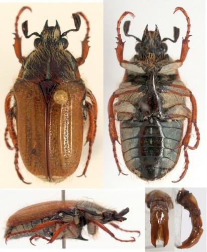 Gnathocera cruda pilosa