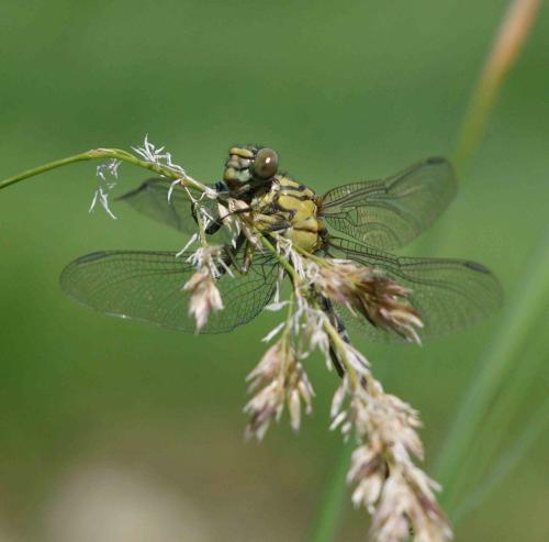 Réf. 87 725 : Onychogomphus forcipatus
