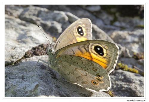 Lasiommata maera