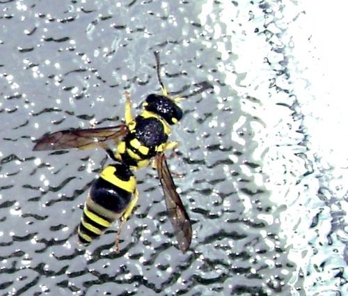 Réf. 87 645 : Ancistrocerus sp.