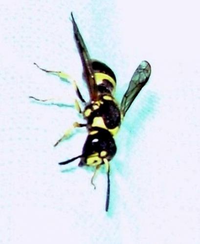 Réf. 87 646 : Ancistrocerus sp.