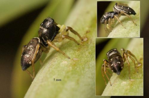Réf. 87 722 : Heliophanus cupreus