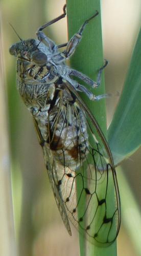 Cicada orni