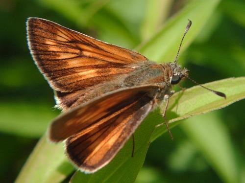 Ochlodes sylvanus