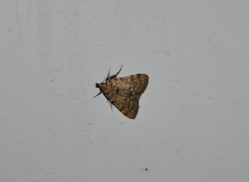Réf. 87 185 : Aglossa pinguinalis