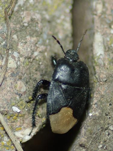Réf. 87 624 : Cydnus aterrimus