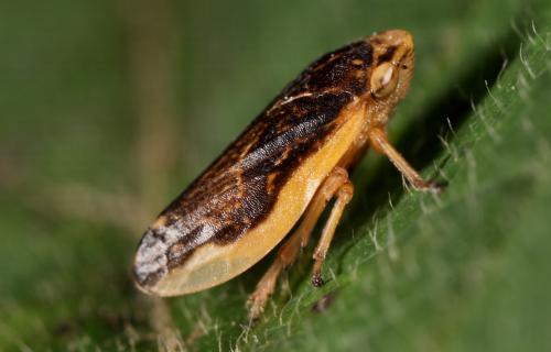 Philaenus spumarius