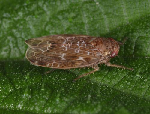 Réf. 87 491 : Allygidius sp.