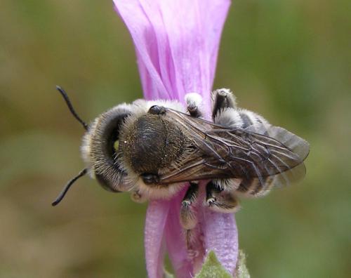 Réf. 87 137 : Hoplitis cristatula