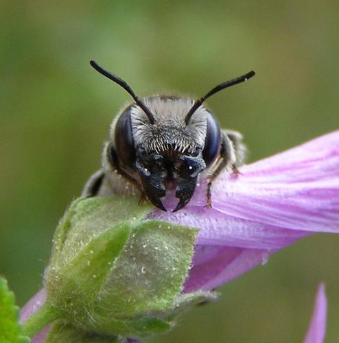 Réf. 87 139 : Hoplitis cristatula