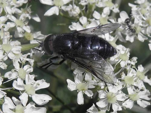 Hybomitra micans